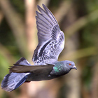 Paloma común (Columba livia) 