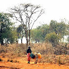 Drought in Kenya