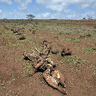 Cattle deaths caused by drought