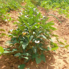 Experimental drought resistant cowpea