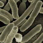 Researchers modified bacteria normally found in the human body to produce proteins that stop the HIV virus from infecting cells