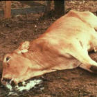 A cow killed by East Coast fever, caused by Theileria parva