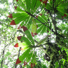 Selva ecuatoriana