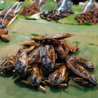 Edible insects
