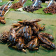Edible insects