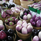 Eggplant varieties