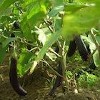 Eggplant farm