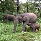 Elephants in Mudumulai wildlife sanctuary in Nilgiri biosphere/biodiversity reserve in southern India