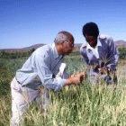 Agricultural researchers in Eritrea