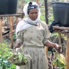 A woman affected by HIV/AIDS grows food for her family in Ethiopia