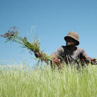 An Ethiopian farmer in a field