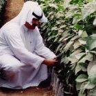 A Saudi Arabian agricultural researcher