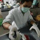 Thai scientist checking poultry samples for the bird flu virus