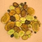 Variability of faba beans <i>Vicia faba</i>