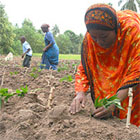Farmers