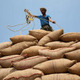 A farmer in India gathers together sacks of rice, India