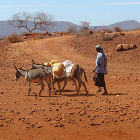 A herdsman in Kenya A herdsman in Kenya