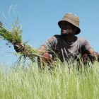 Smallholder farmer in Ethiopia