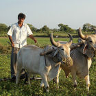 Farmer, India