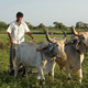 Farmer, India