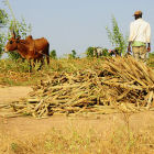 Farmer in Mali