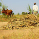 Farmer in Mali