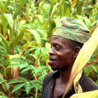 A farmer in a field of maize