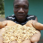 Farmer holds rice seeds, Ghana Farmer holds rice seeds, Ghana