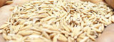 Farmer holds rice seeds, Ghana - Flilckr-GatesFoundation