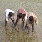 Rice farmers apply urea briquettes