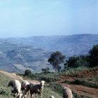 Farmland in Algeria. Agriculture is one of the areas selected for cooperation.