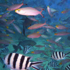 Fish, Fiji