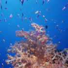 Coral and fish, Fiji Coral and fish, Fiji