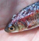 Diseased fish caught in the Zambezi River
