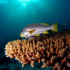 Fish Flickr Nazir Amin.jpg Fish Flickr Nazir Amin.jpg
