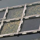 Fish farm Fish farm
