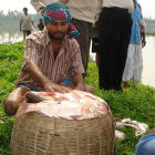 Community-based fisheries, Bangladesh