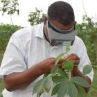 Nigerian cassava researcher