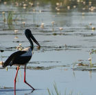 Bird in Yellow River