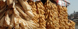 Hanging maize, Yunnan Province, China by Flickr/CIMMYT