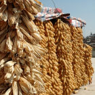 Hanging maize, Yunnan Province, China