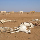 Dead cows