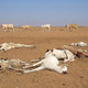 Dead cows