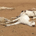 Dead cattle