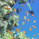 Underwater scene