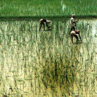 A flooded rice paddy in India