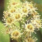 Flowers of <I>Prunus africanus</i>, a plant used in traditional medicine in Africa