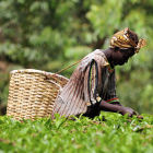 Sustainable food production