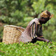 Sustainable food production