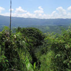Forests in Sarawak, Malaysia